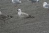 Caspian Gull at Hole Haven Creek (Steve Arlow) (122009 bytes)